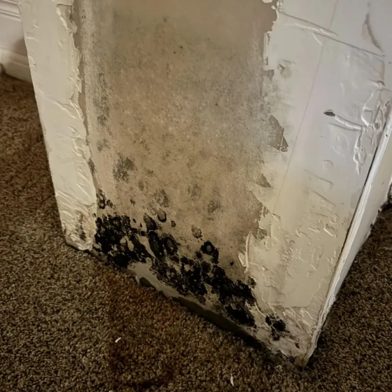 Professional Mold Removal in Ashville, OH